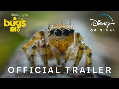 A Real Bug's Life - trailer